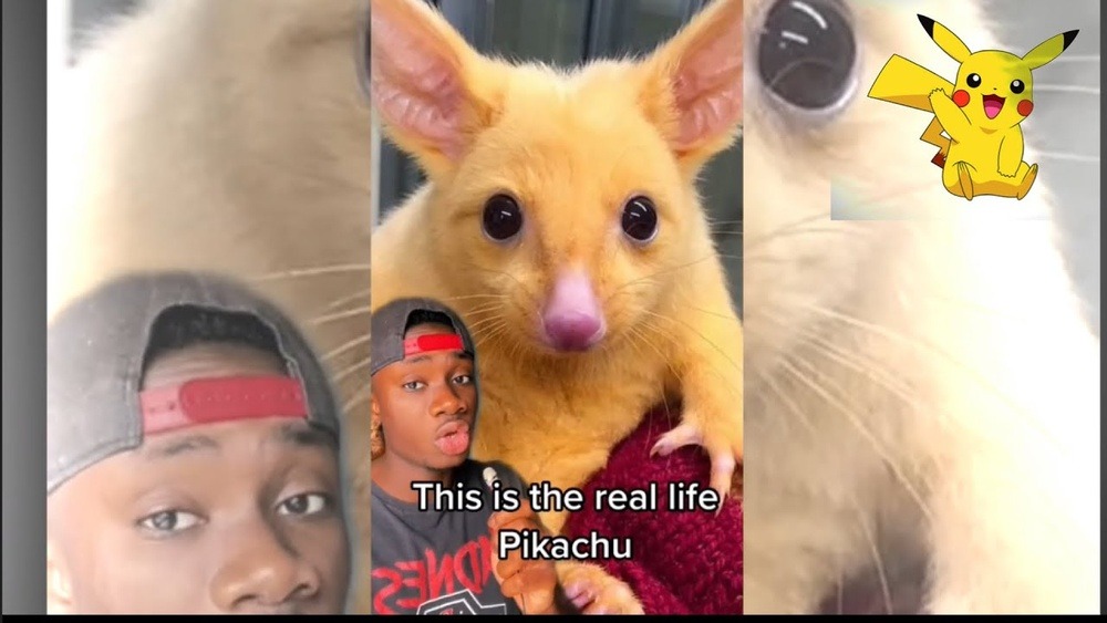 Did Japan Make a Real Life Pikachu in Real Life