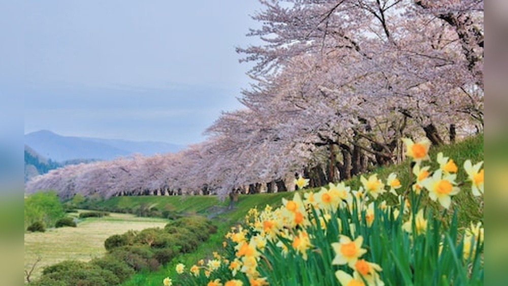 Folkloro Kakunodate Hotel: A Hidden Gem Unveiled