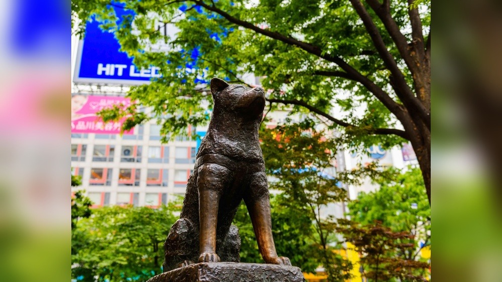 Hachiko Statue in Shibuya: A Symbol of Loyalty