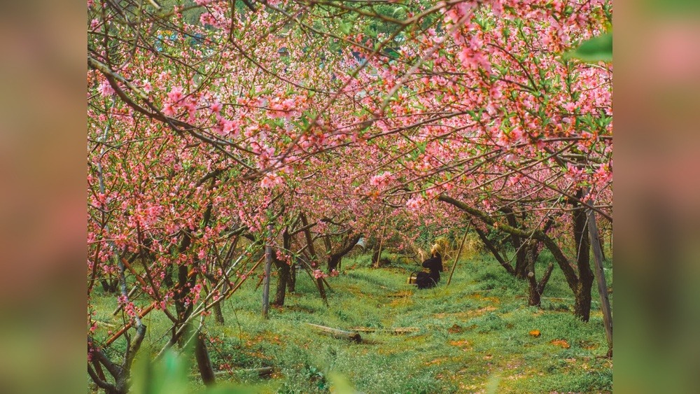 Japanese Festivals in April: Discover Enchanting Celebrations