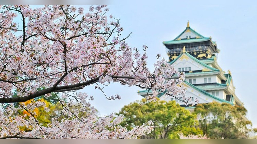 Osaka Mint Sakura: A Breathtaking Bloom Experience