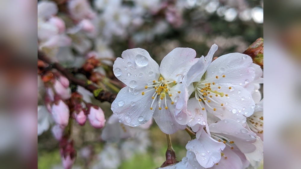 Sakura on Mount Yoshino: A Blooming Spectacle