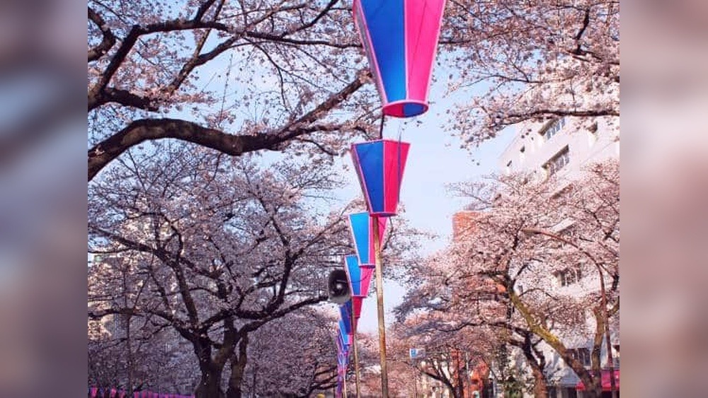 Bunkyo Cherry Blossom Festival: A Blooming Delight!