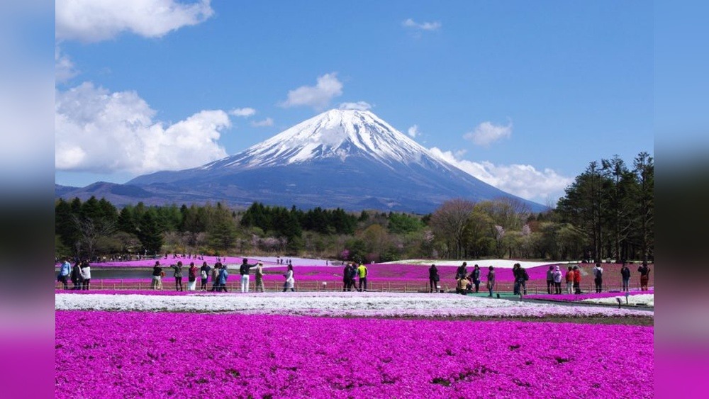 Fuji Shibazakura Festival: A Floral Paradise Unveiled