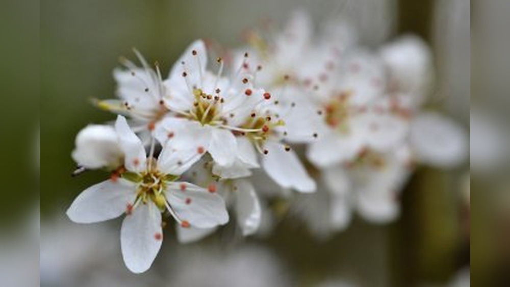 Hagi Okan Plum Garden Festival: A Blooming Spectacle
