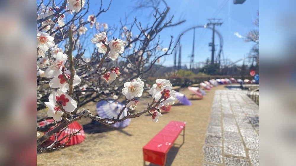Hana Biyori Plum Festival: A Blossom Spectacle!