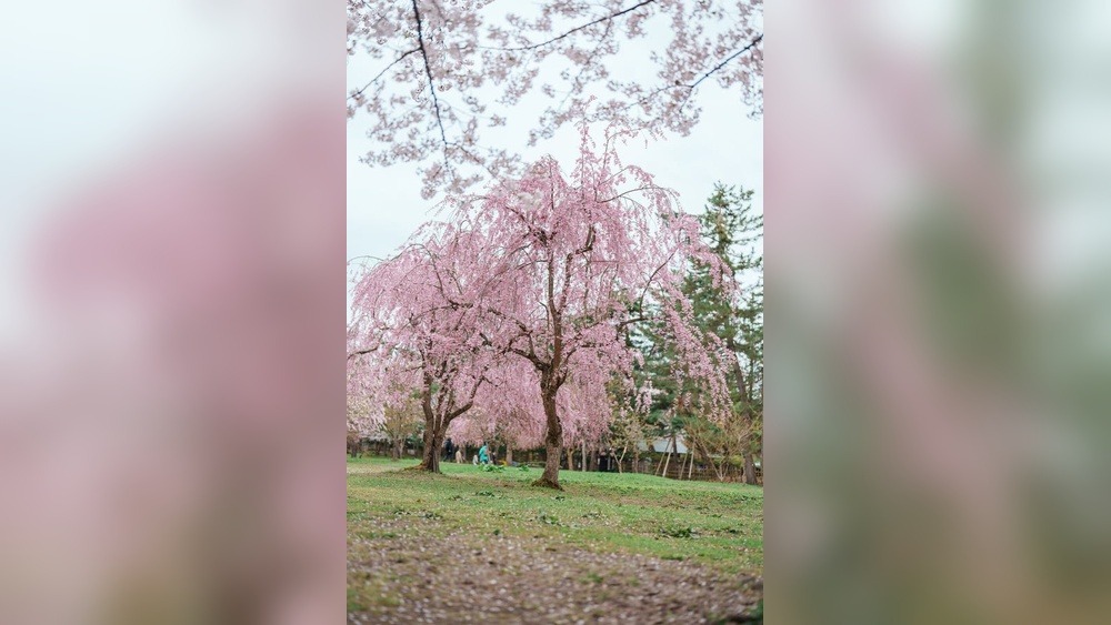 Hitome Senbonzakura Festival: A Blossoming Spectacle!