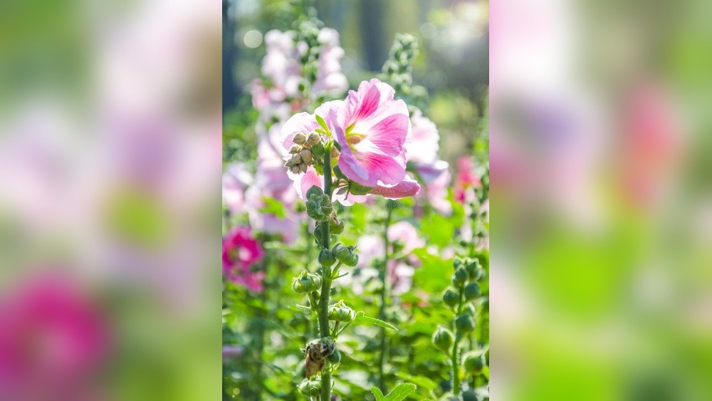 Hollyhock Festival Highlights: Blooms, Bees & Bliss