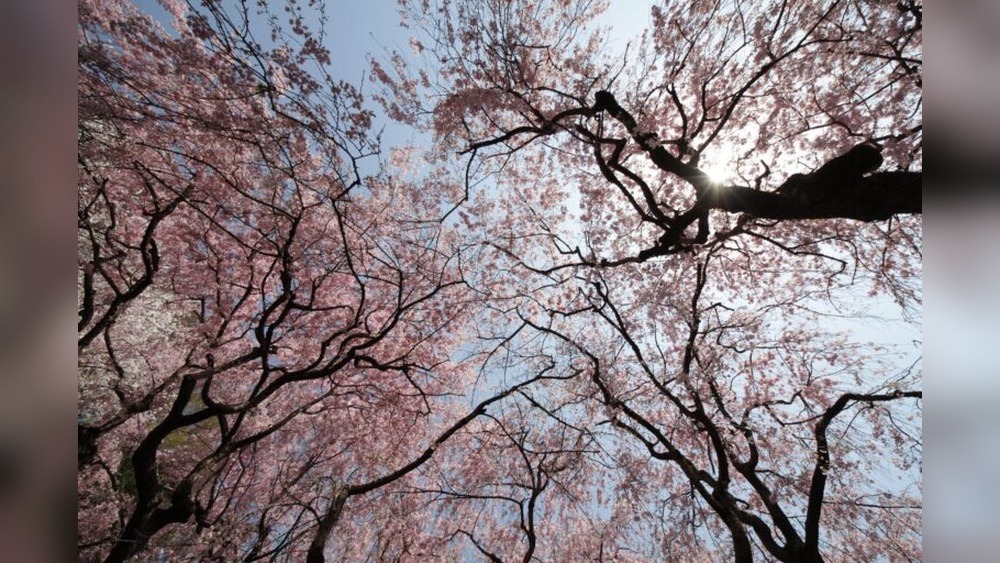 Jindai Botanical Garden Sakura Festival: A Floral Fantasy