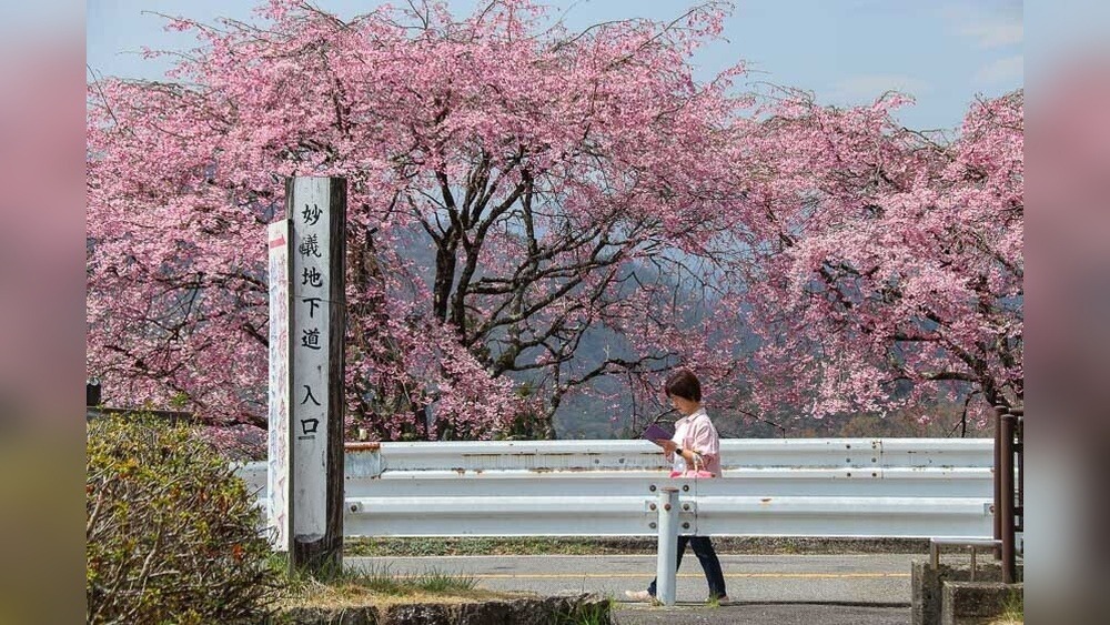 Motobu Yaedake Cherry Blossom Festival: A Pink Paradise