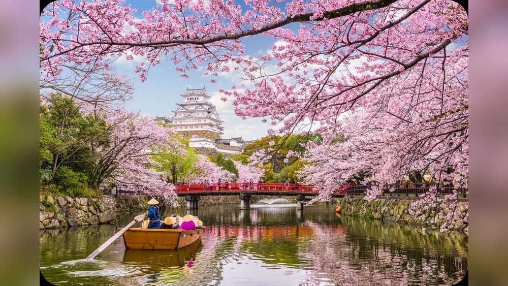 Mount Yoshino Sakura Festival: A Blossoming Spectacle