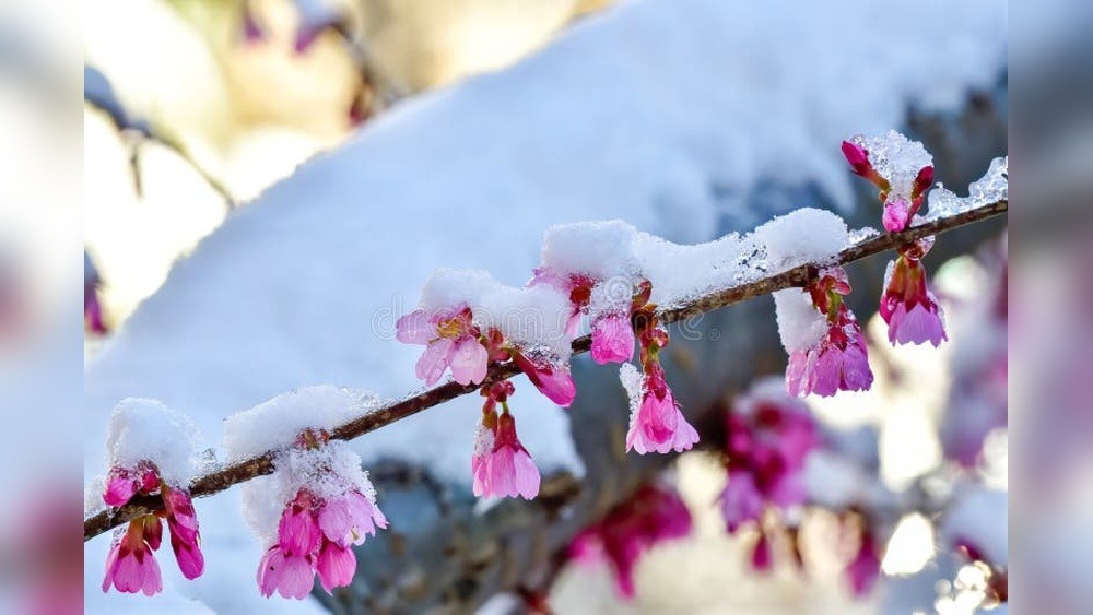 Nago Cherry Blossom Festival: A Blooming Marvel!
