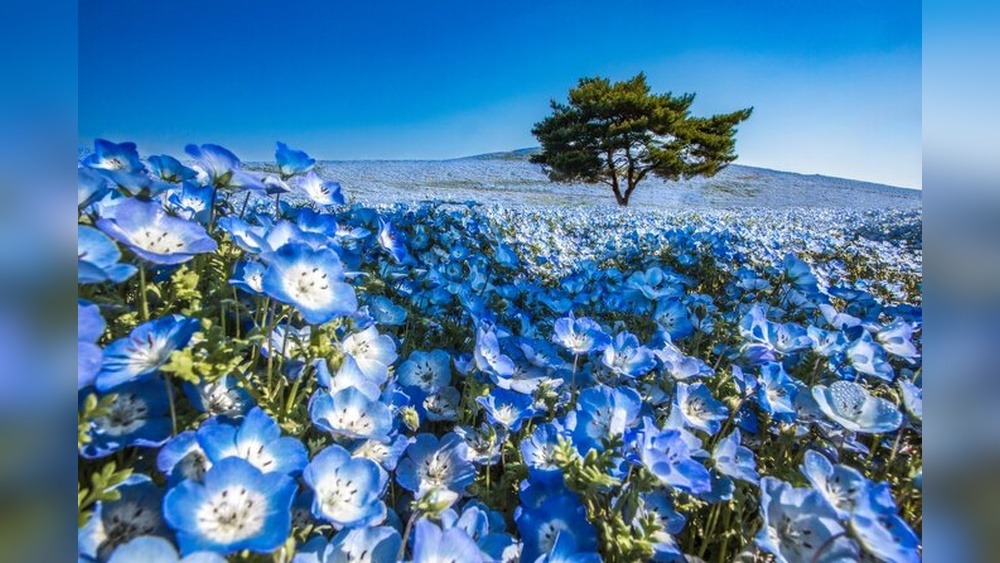 Naka Sunflower Festival: A Blooming Spectacle!