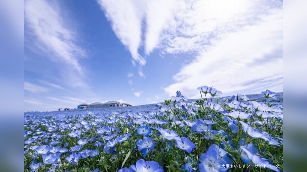 Osaka Maishima Seaside Park Nemophila Festival: A Blue Bloom Oasis