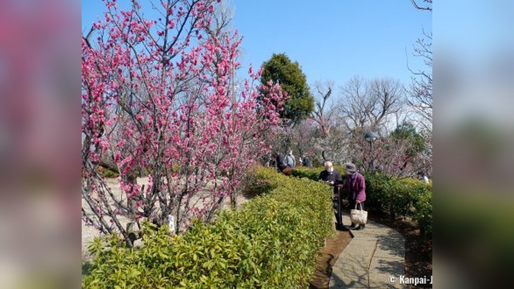 Setagaya Plum Blossom Festival: A Blooming Spectacle