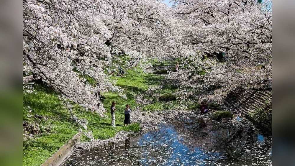 Ueno Cherry Blossom Festival: A Petal-Perfect Guide